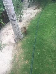 Nasua narica nelsoni