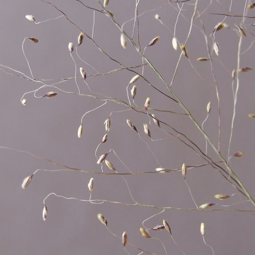 Image of Muhlenbergia sinuosa by (c) Sue Carnahan, some rights reserved (CC BY)
