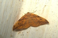 Hypochrosis hyadaria