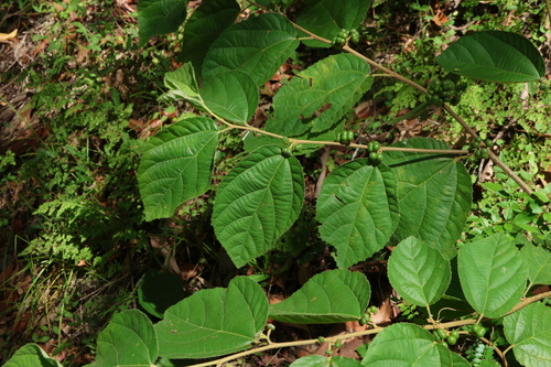 Image of Grewia latifolia by (c) Greg Tasney, some rights reserved (CC BY-SA)