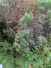 Veronica cupressoides