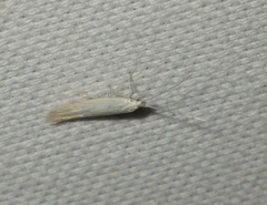 Coleophora striatipennella