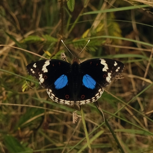 Blue-spot Pansy