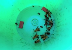 Paranthrene simulans