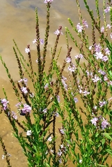 Lythrum alatum lanceolatum