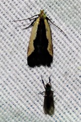 Dichomeris inserrata