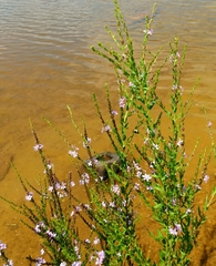 Lythrum alatum lanceolatum