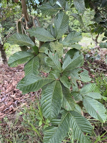 Inga spectabilis, photograph 6