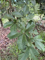 Inga spectabilis, photograph (c) chrisdt, some rights reserved (CC BY)