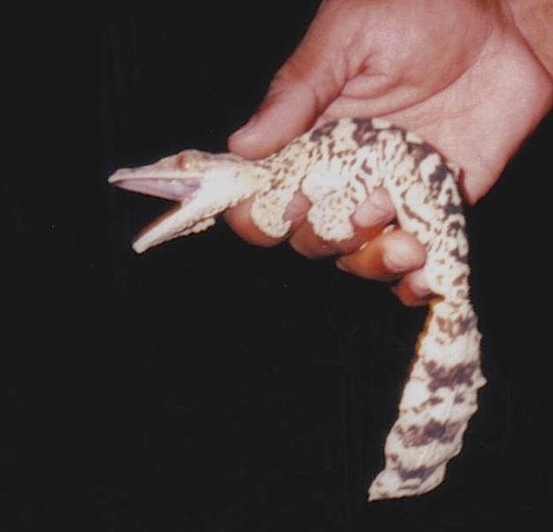 Giant Mossy Leaf-tailed Gecko