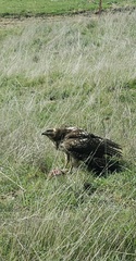 Buteo jamaicensis