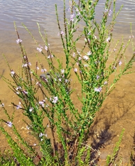 Lythrum alatum lanceolatum