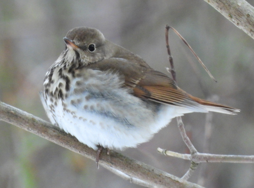 Hermit Thrush