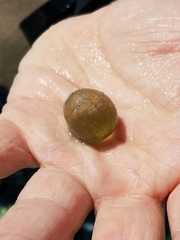 Siphonocladales