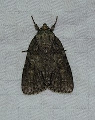 Acronicta modica