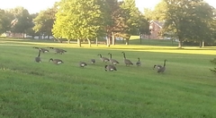 Branta canadensis