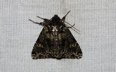 Melanchra adjuncta