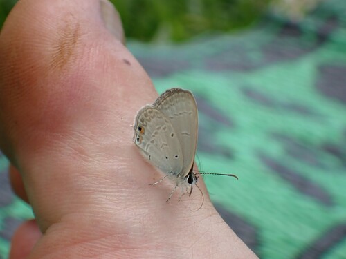Five-spotted Pea-blue