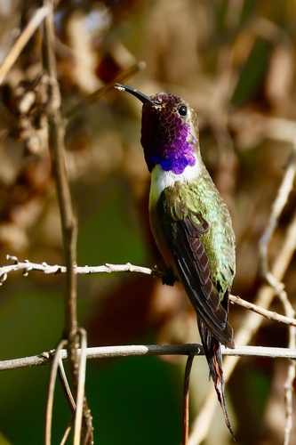 Inagua Woodstar (Nesophlox lyrura), photo 2