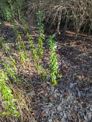 © Jess Beauchemin, some rights reserved (CC-BY-NC)