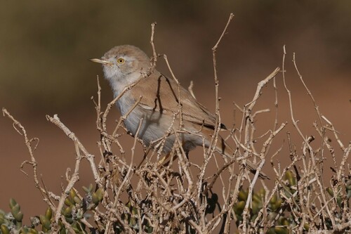Fauvette du désert (Curruca deserti)