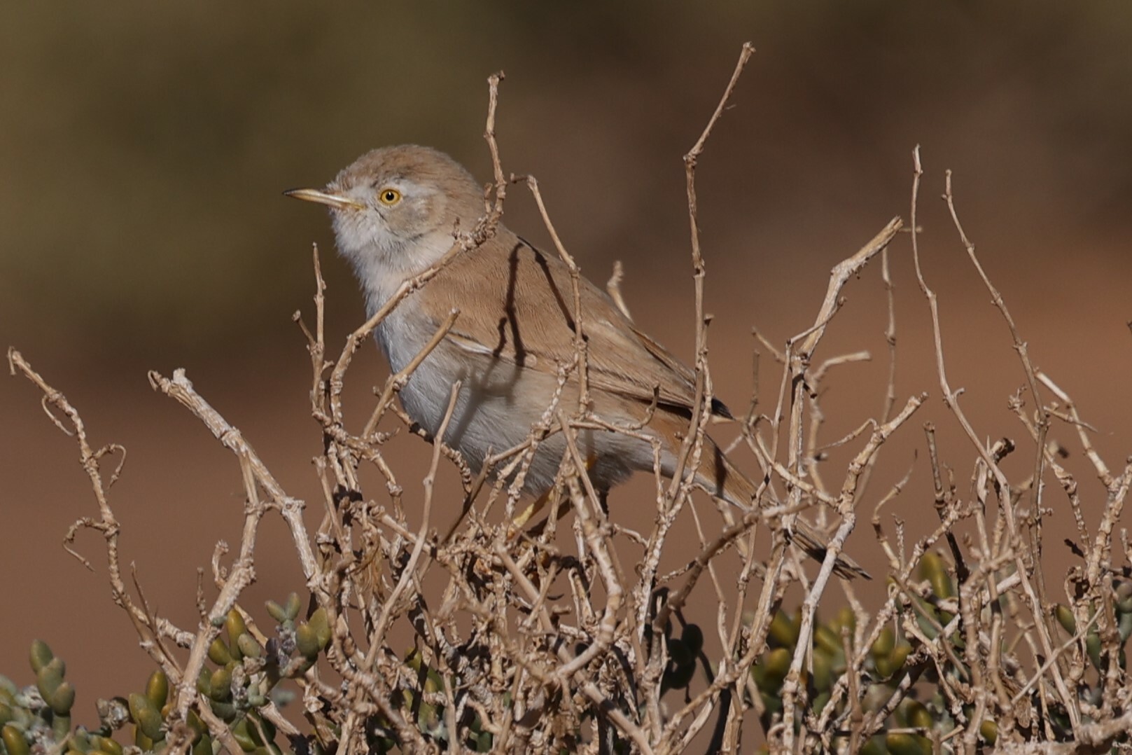African Desert Warbler (Curruca deserti)