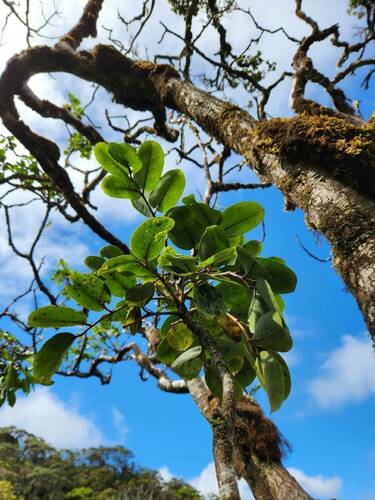 Polyscias oahuensis observed 2024-10-20