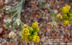 Rorippa subumbellata