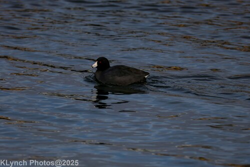 American Coot photographed in Massachusetts