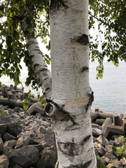Betula pendula