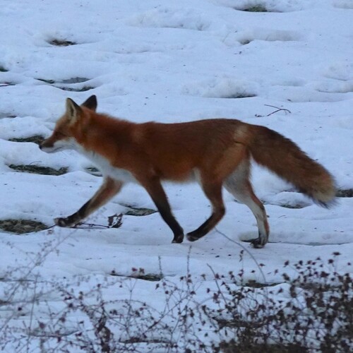 Red Fox photographed in Missouri