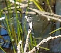 Leucorrhinia frigida