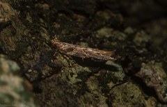 Pyroderces falcatella