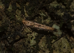 Pyroderces falcatella