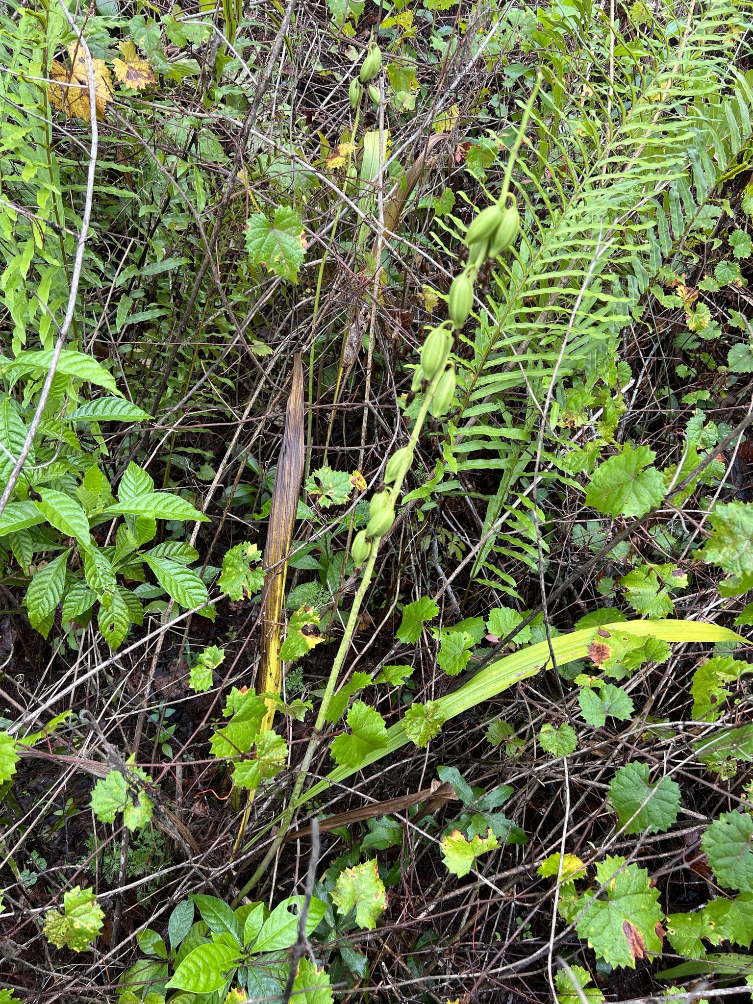 Imagem de Orquídea-bambu