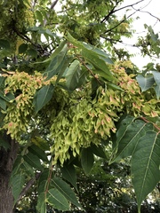 Ailanthus altissima