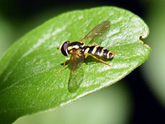 Xanthogramma flavipes