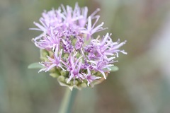 Monardella linoides oblonga