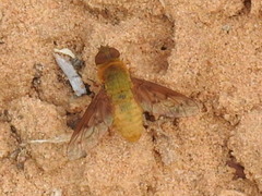 Chrysanthrax edititius