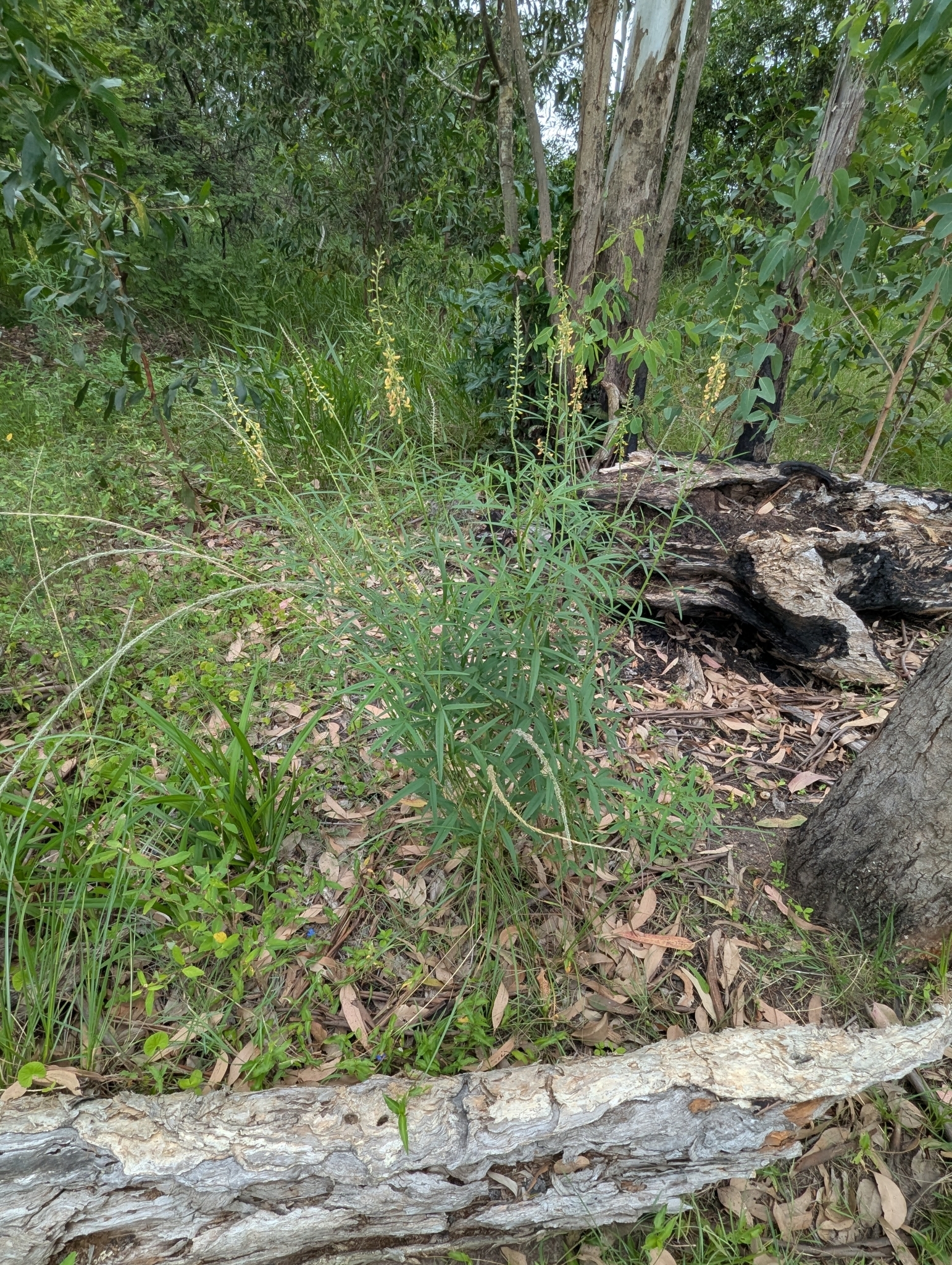 Imagem de Rattlepod