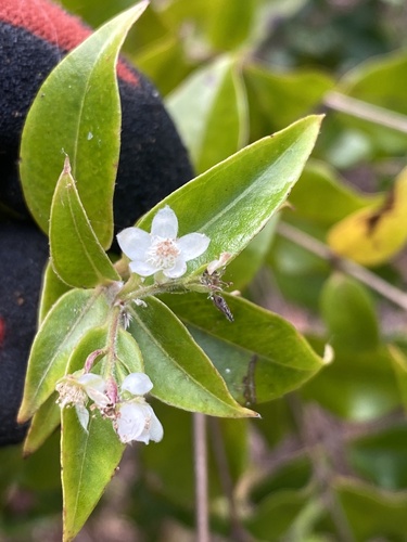 Tailor tree (Decaspermum fruticosum)