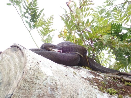 Bibron's Bevel-nosed Boa