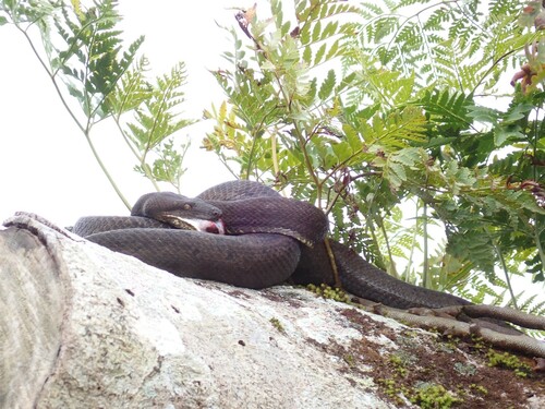 Bibron's Bevel-nosed Boa