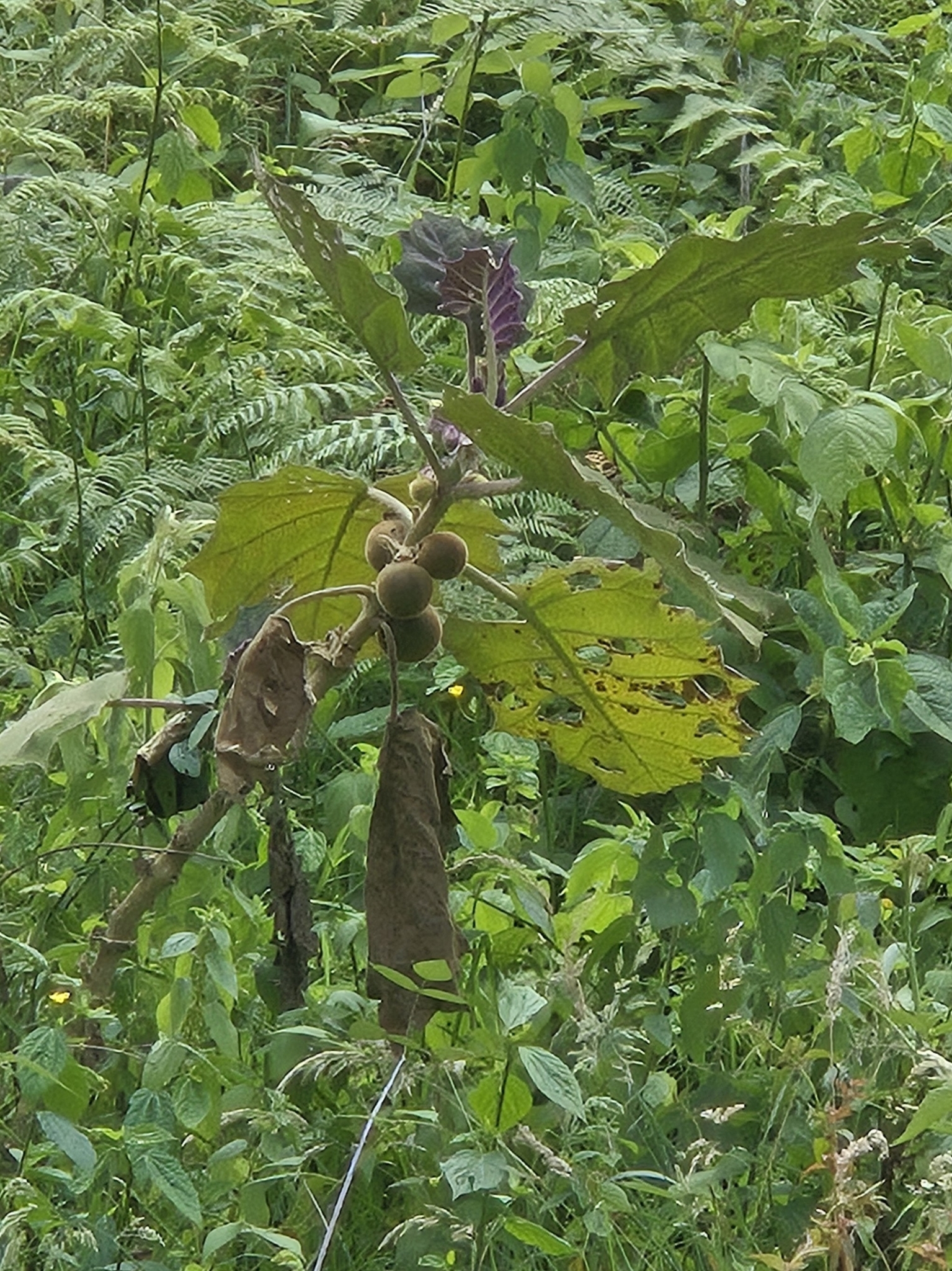 Imagem de Naranjilla