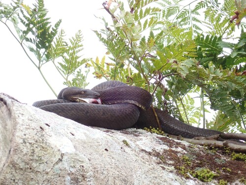 Bibron's Bevel-nosed Boa