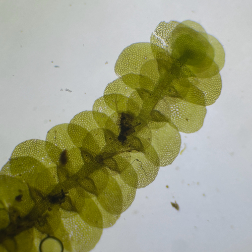 Lopholejeunea subfusca