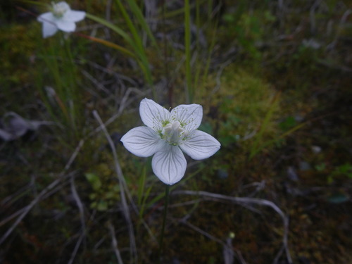 Parnassia palustris iNat (2)