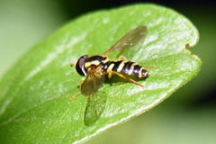 Xanthogramma flavipes