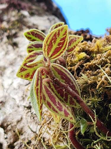 Peperomia observed 2024-10-20