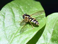 Xanthogramma flavipes